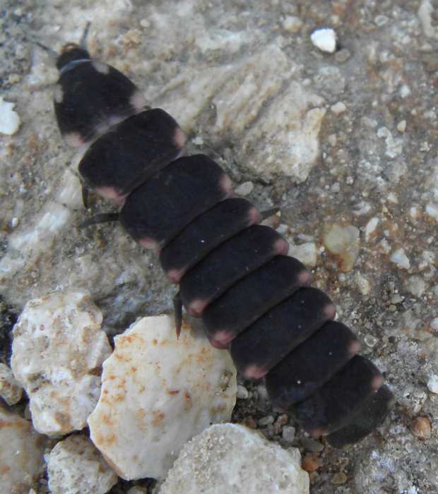 Larva di Lampiridae